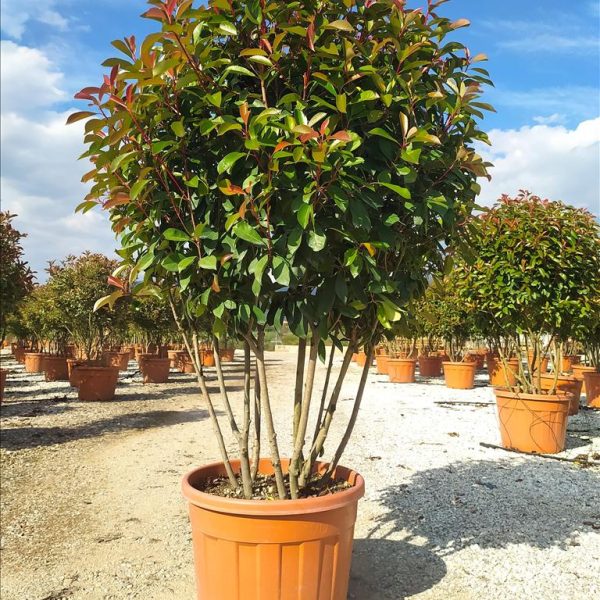 Photinia serratifolia'Corallo' Fotinija-EXTRA DEŽNIK