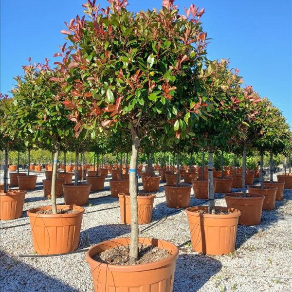 Photinia serr. 'Red Robin' (Fotinija na steblu)