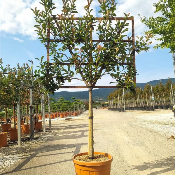 Photinia serr. 'Red Robin' (Fotinija na steblu)
