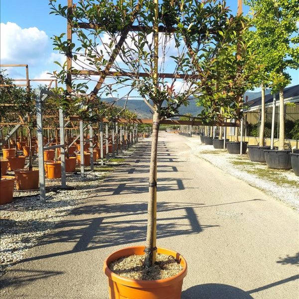 Photinia x fraseri ‘Red Robin Compacta’ (Photinija na steblu)