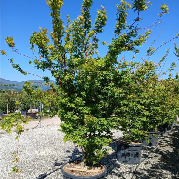 Acer palmatum 'Sango Kaku' (Pahljačasti javor)