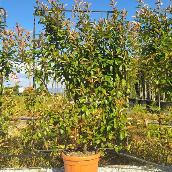 Photinia serrulata 'Red Robin' (Rdeči robins – ŠPALIR)