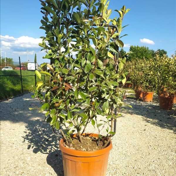 Photinia serrulata ‘Louise’ (Louisejeva fotinija – ŠPALIR IN METALLO 85 X 50 C)