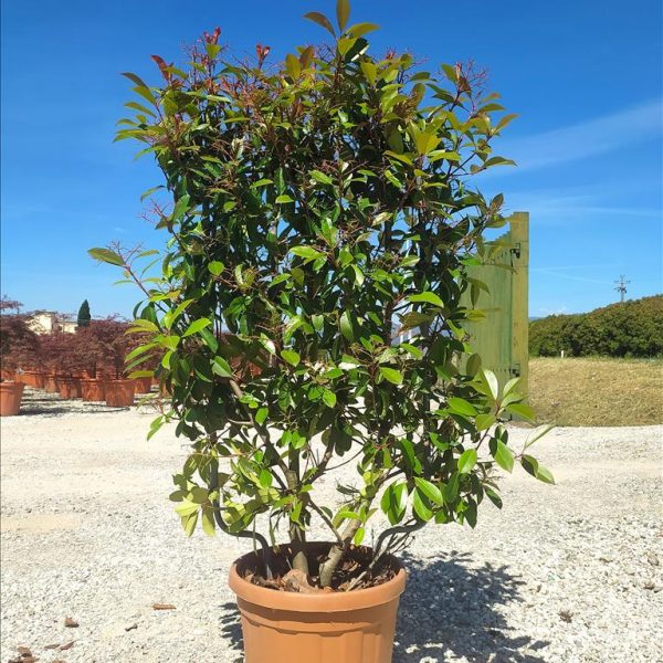 Photinia serrulata 'Red Robin' (Rdeči robins – ŠPALIR)