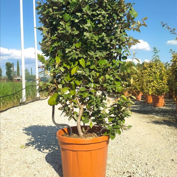 Elaeagnus ebbingei ‘Compacta’ (Ebbingova oleaster – Na steblu)