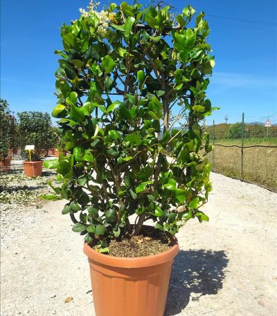 LIGUSTRUM TEXANUM ZE-8056455024445