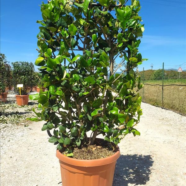 LIGUSTRUM TEXANUM