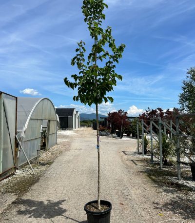 CORYLUS COLURNA ZE-8056455024469