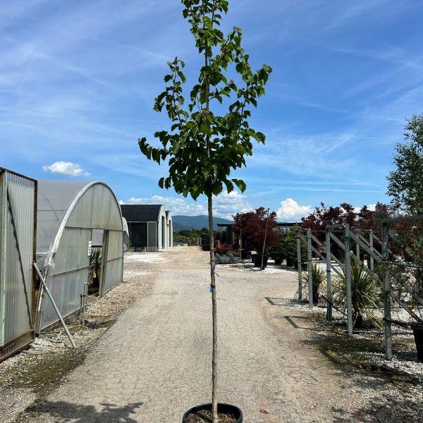 CORYLUS COLURNA