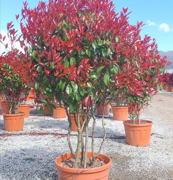 Photinia serrulata 'Red Robin' (Fotinija)