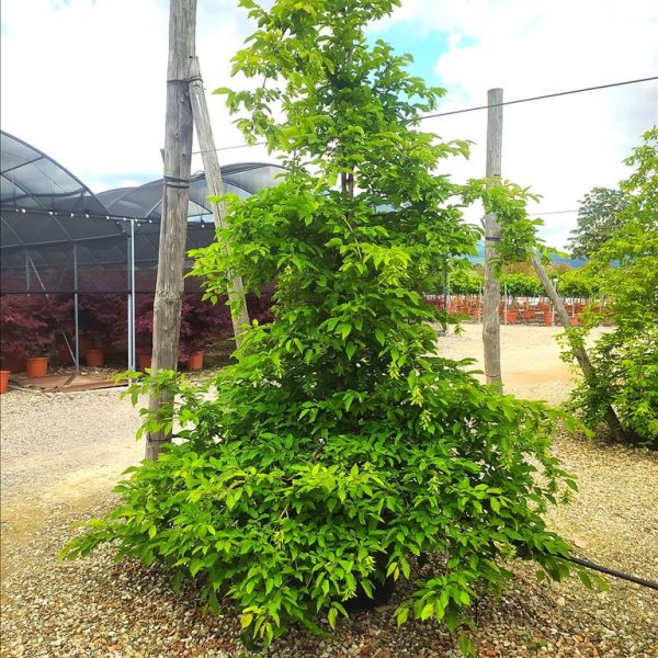 Carpinus betulus 'Pendula' (Povešavi gaber)