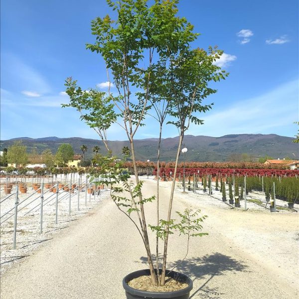 Koelreuteria paniculata (Latnati mehurnik)