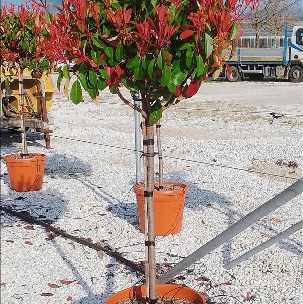 PHOTINIA SERRATIFOLIA 'CORALLO' -  (Photinia NA STEBLU)