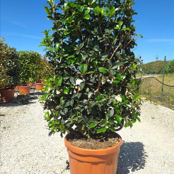 Osmanthus aquifolium (Poganjka – Špalir)