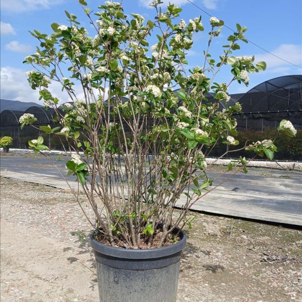 Amelanchier lamarckii (Šmarna hrušca)