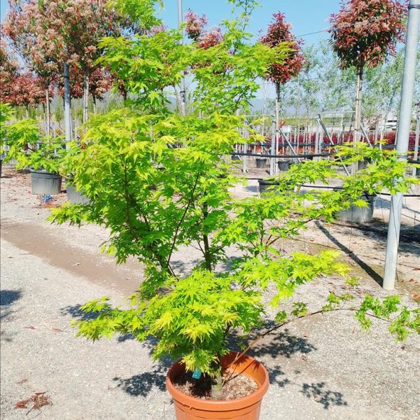 Acer palmatum 'Going Green' (Pahljačasti javor)