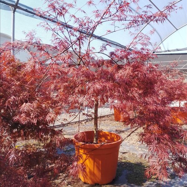 ACER PALM.DISS. "INABASHIDARE"