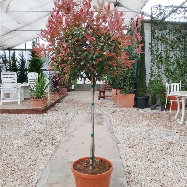 Photinia serratifolia 'Louise'  (Fotinija na steblu v obliki bučke)