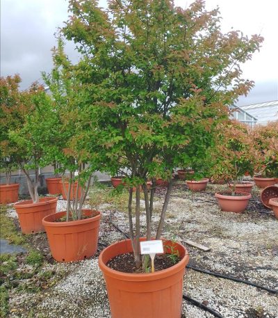 LAGERSTROEMIA INDICA IN CVS ZE-8056455026586