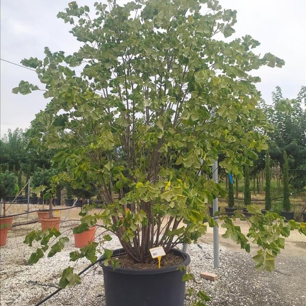Tilia tomentosa (Srebrna lipa)
