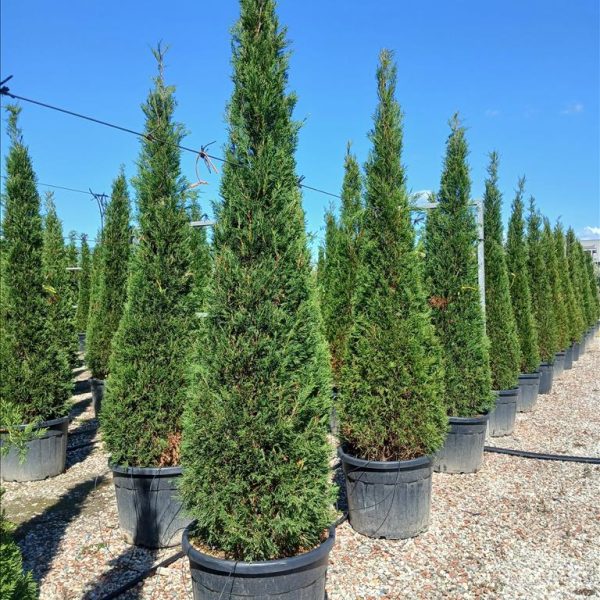 Cupressocyparis leylandii 'Pyramidalis' (Lejlandova cipresa)