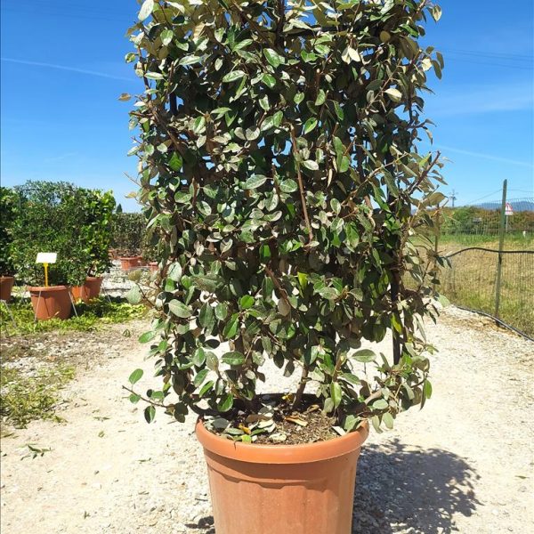 Elaeagnus ebbingei (Ebbingova oljna rastlina – ŠPALIR IN METALLO 85 X 50 C)