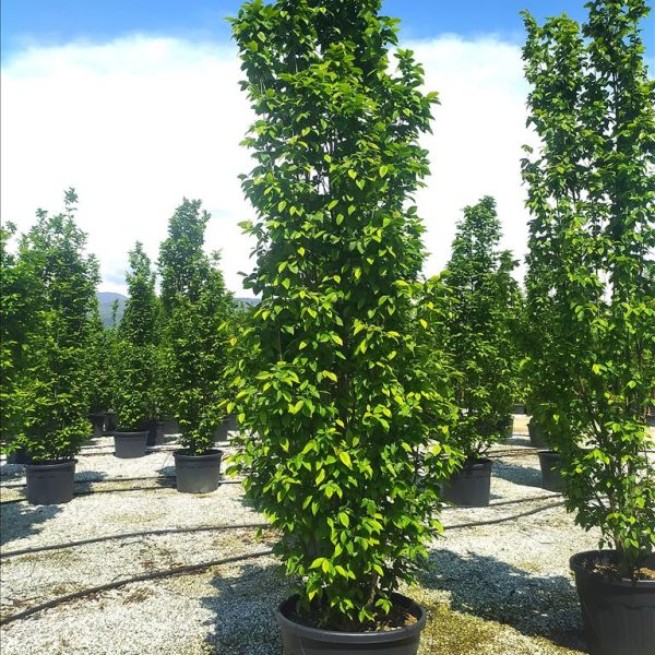 Betula utilis 'Jacquemontii' (Himalajska breza)