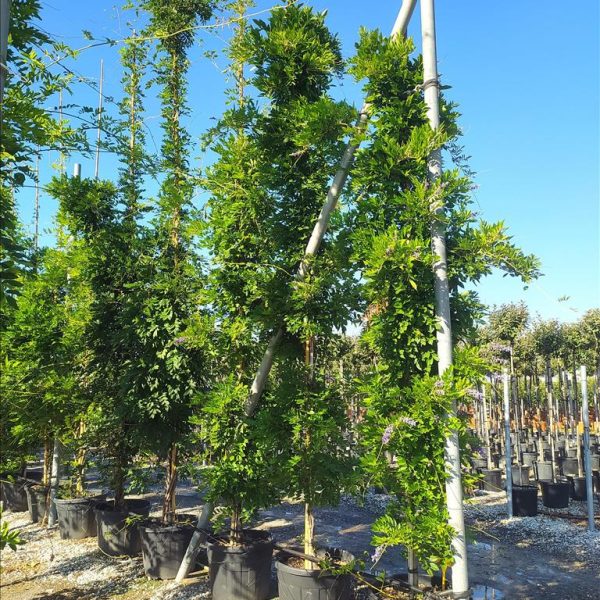 Wisteria 'Mercury'