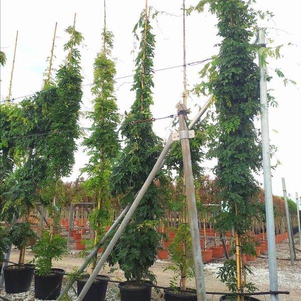 Wisteria floribunda ‘Caroline’ (Karolina)