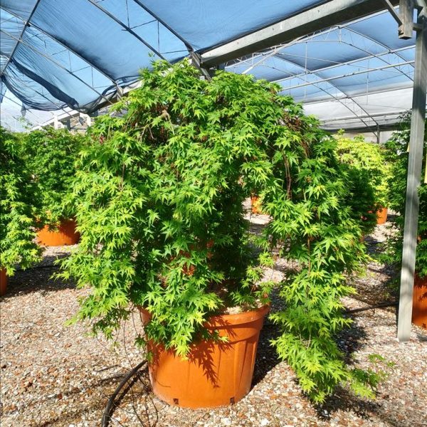 ACER PALM. RYU SEN (PENDULA)