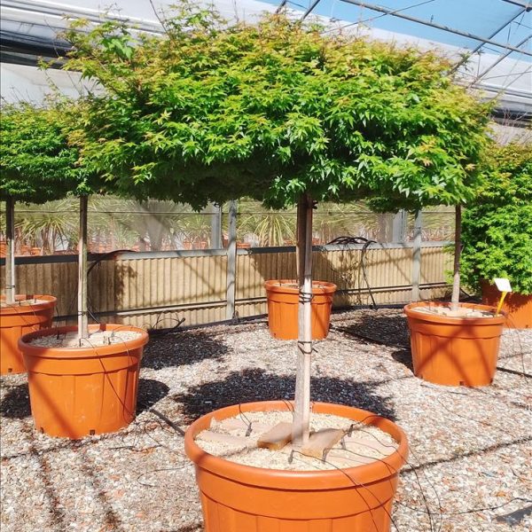 Acer palmatum ‘Starfish’ (Zvezdasti javor)