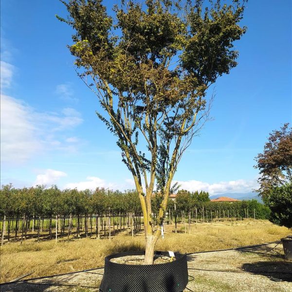 Acer palmatum (Pahljačasti javor)
