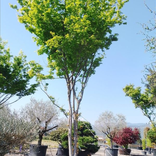 Acer palmatum (Pahljačasti javor)