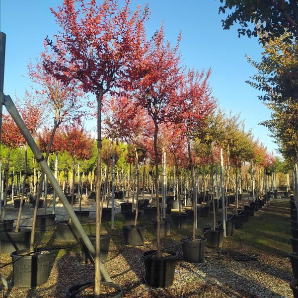 LAGERSTROEMIA INDICA IN CVS
