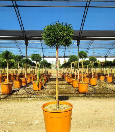 CRYPTOMERIA JAP. LITTLE DIAMOND ZE-8056455028306