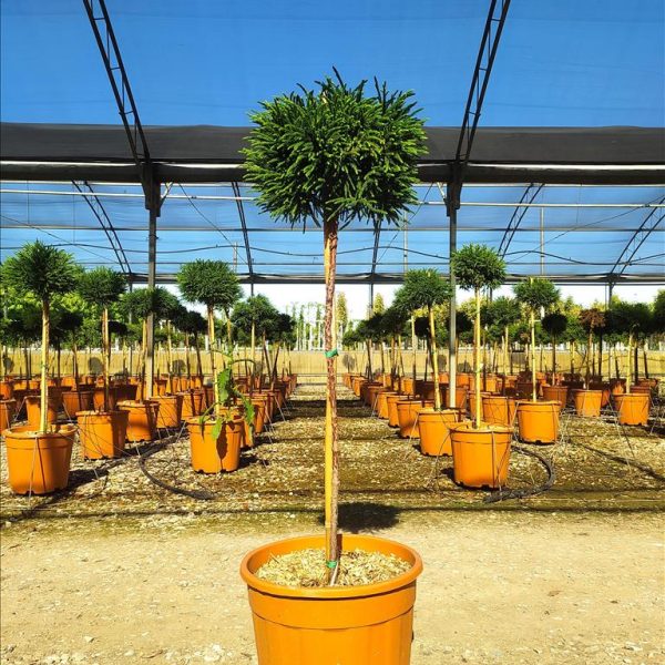 CRYPTOMERIA JAP. LITTLE DIAMOND