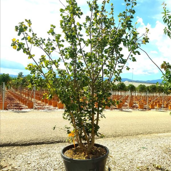 Acer campestre (Poljski javor, maklen)