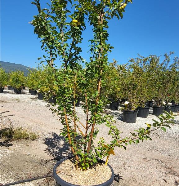 Malus 'Red Sentinel' (Okrasna jablana)