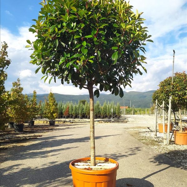 PHOTINIA SERRATIFOLIA 'CORALLO' -  (Photinia NA STEBLU)