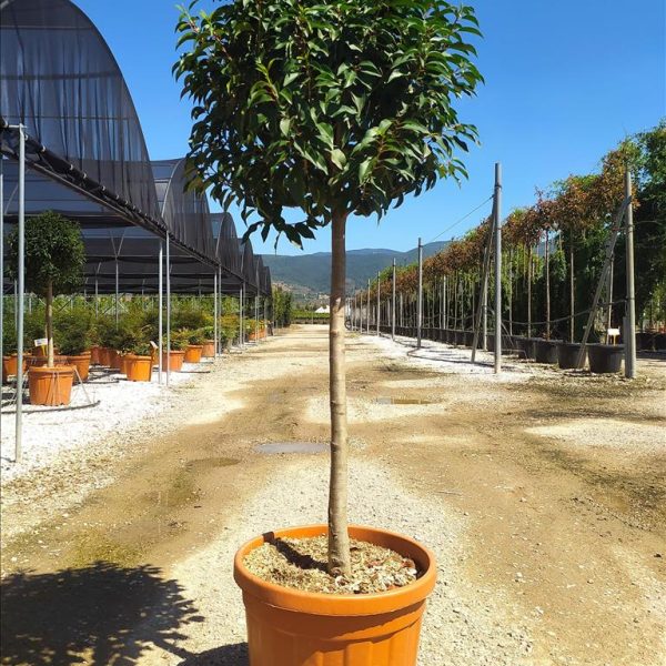 Prunus lusitanica `Angustifolia` (Portugalski lovorikovec - NA STEBLU)