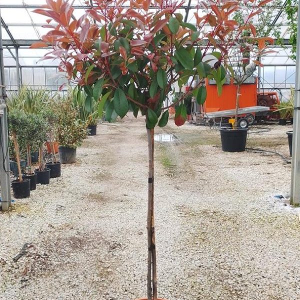PHOTINIA SERRATIFOLIA 'CORALLO' -  (Photinia NA STEBLU)
