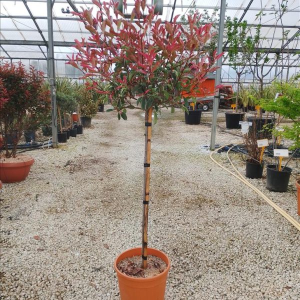 Photinia serratifolia 'Louise'  (Fotinija na steblu v obliki bučke)
