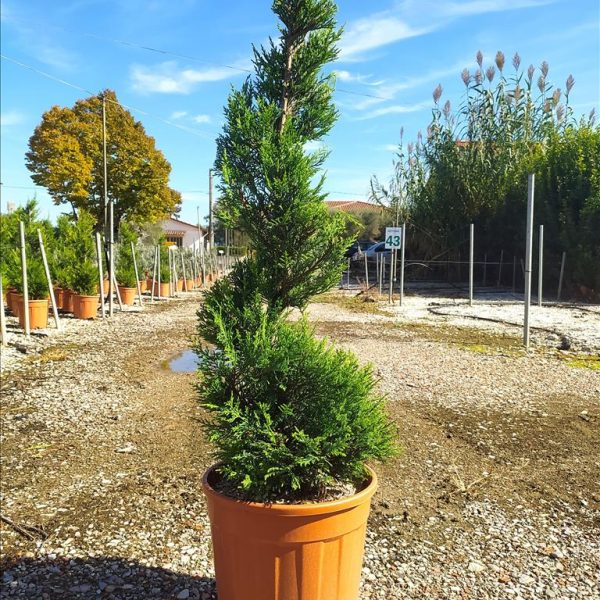 Cupressocyparis leylandii 'Vito' (Lejlandova cipresa)