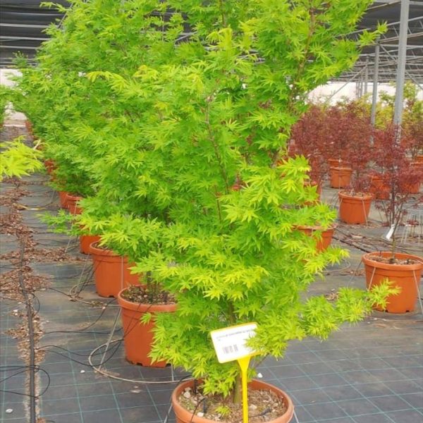 Acer palmatum 'Going Green' (Pahljačasti javor)