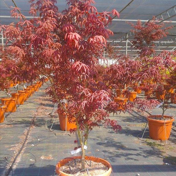 Acer palmatum ‘Starfish’ (Zvezdasti javor)