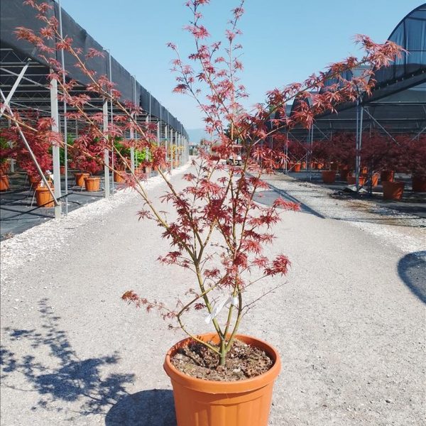 Acer palmatum 'Jerre Schwartz' (Pahljačasti javor)