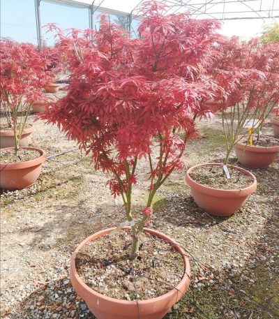 ACER PALM. "JERRE SCHWARTZ " ZE-8056455028931