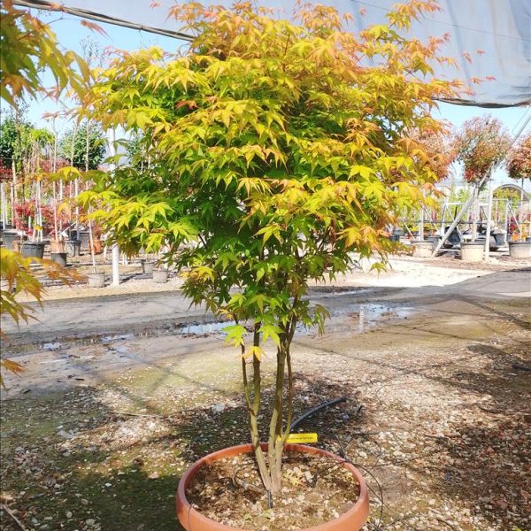 Acer palmatum 'Katsura' (Pahljačasti javor)