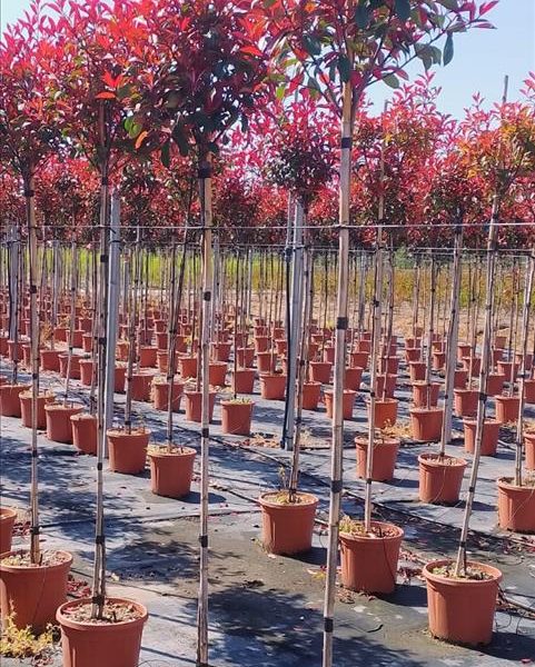 Photinia x fraseri ‘Red Robin Compacta’ (Photinija na steblu)