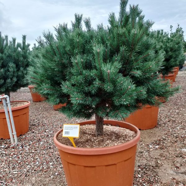 Pinus sylvestris 'Nana' (Kompaktni rdeči bor na steblu)